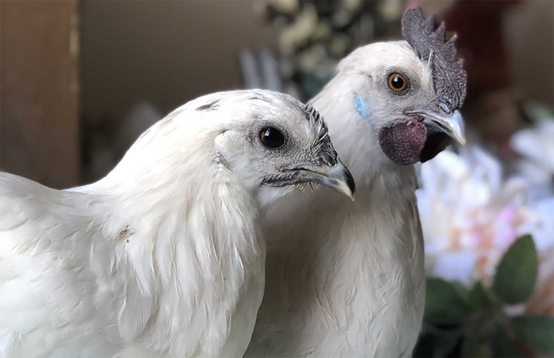 Developing Moonbeam Chickens